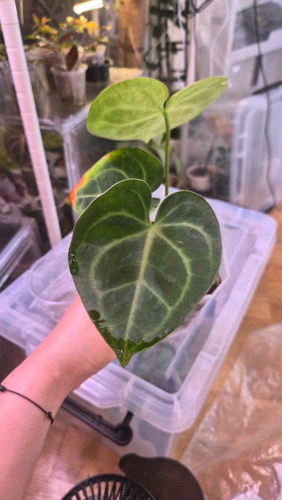 안스리움 클라리네비움 타란튤라--1