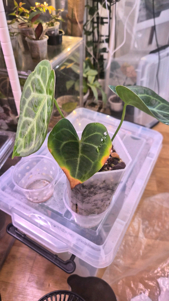 안스리움 클라리네비움 타란튤라--2