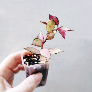 호야라쿠노사 소마스플래쉬