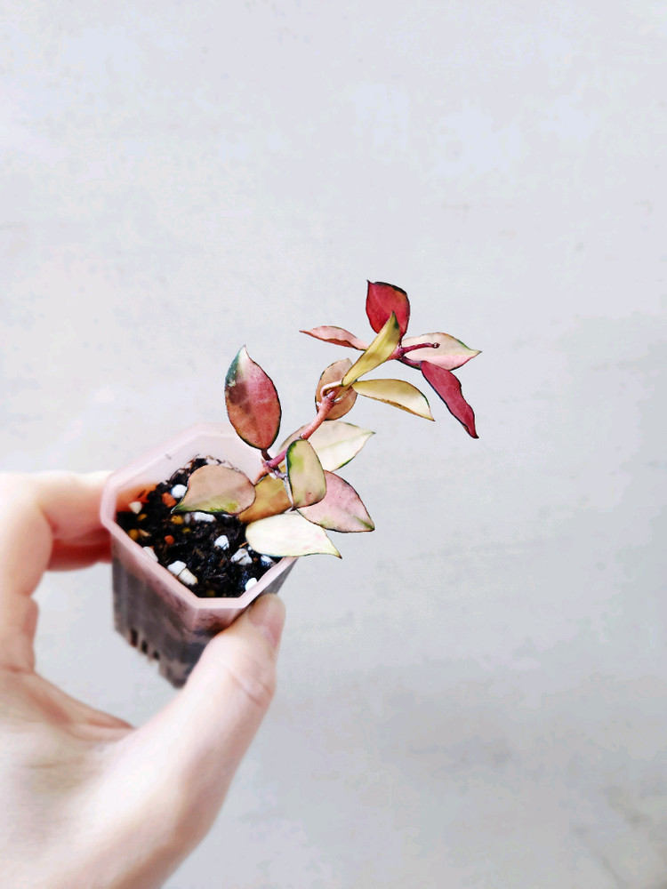 호야라쿠노사 소마스플래쉬--1