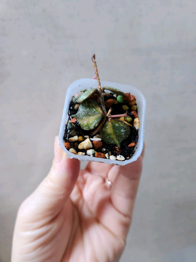 호야커티시 이너바리에가타--1