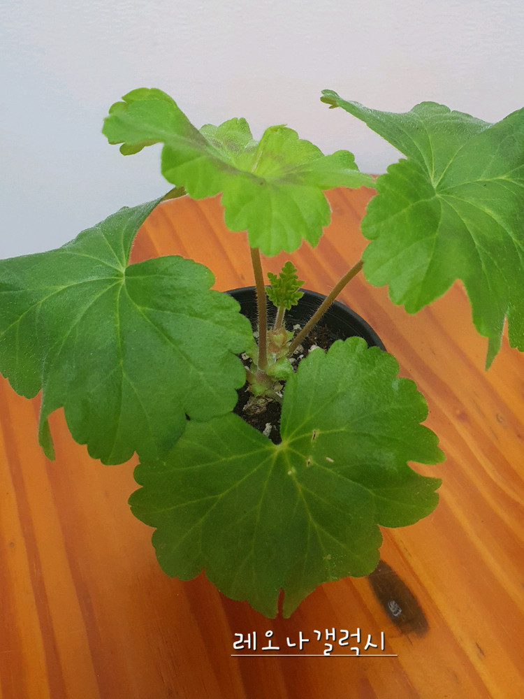 제라늄 레오나갤럭시, 러--1