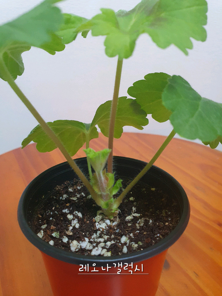 제라늄 레오나갤럭시, 러--2