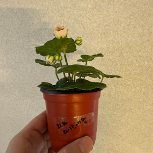 러시아제라늄2종_파라다이스애플 비잔티움