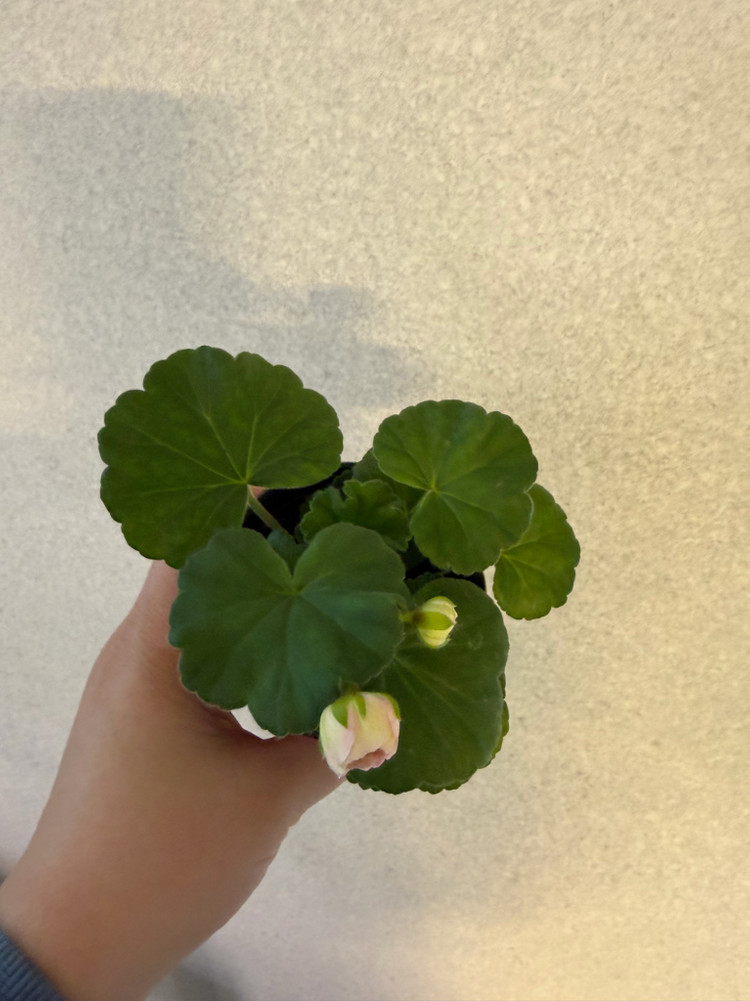 러시아제라늄2종_파라다이스애플 비잔티움--1