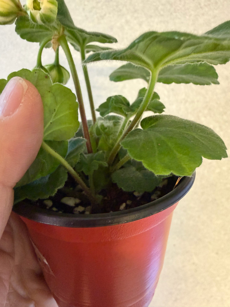 러시아제라늄2종_파라다이스애플 비잔티움--2