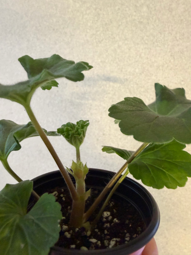 러시아제라늄2종_파라다이스애플 비잔티움--5