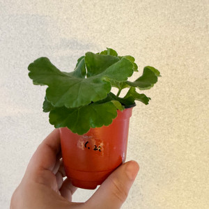 러시아제라늄2종_1.21 여름의숨결