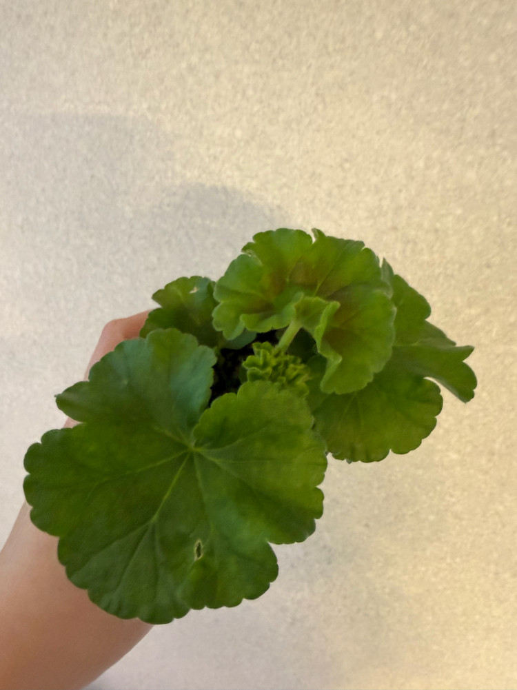 러시아제라늄2종_1.21 여름의숨결--1