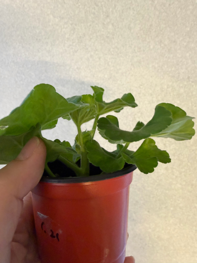 러시아제라늄2종_1.21 여름의숨결--2