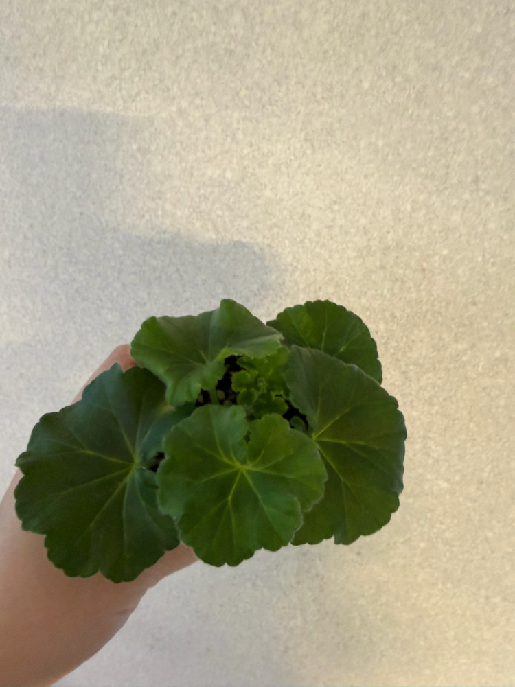 러시아제라늄2종_1.21 여름의숨결--4