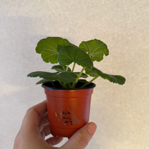 러시아제라늄2종_파라다이스애플 유카드리유