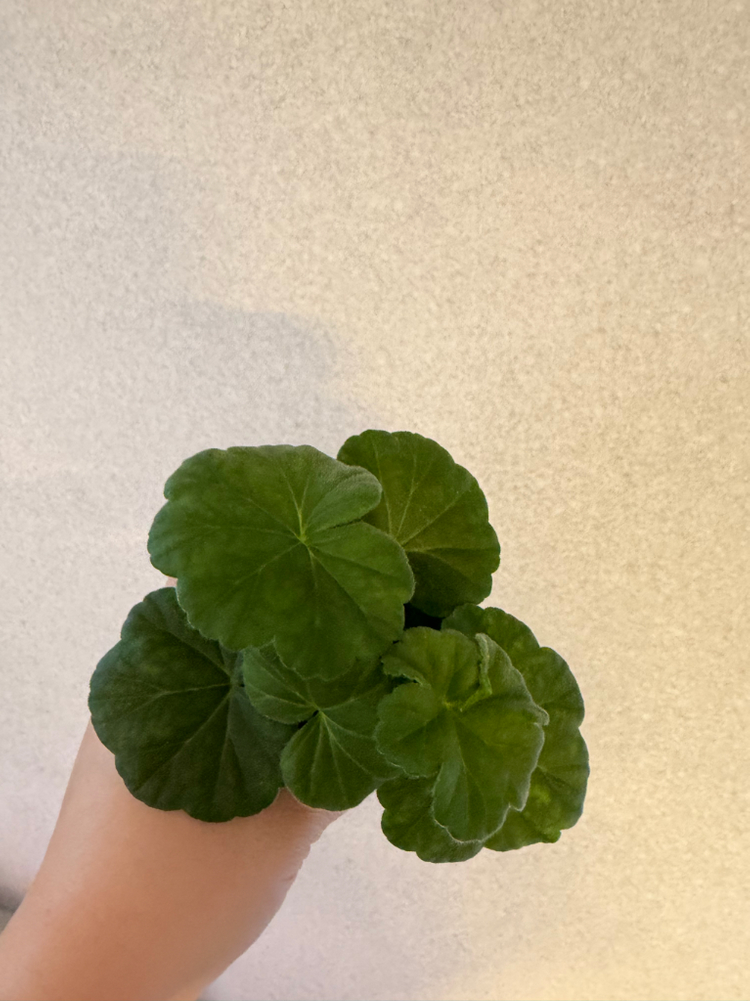 러시아제라늄2종_파라다이스애플 유카드리유--1