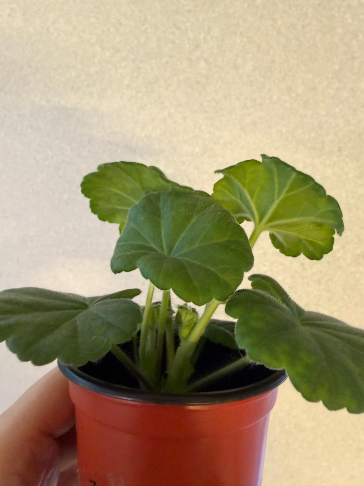 러시아제라늄2종_파라다이스애플 유카드리유--2