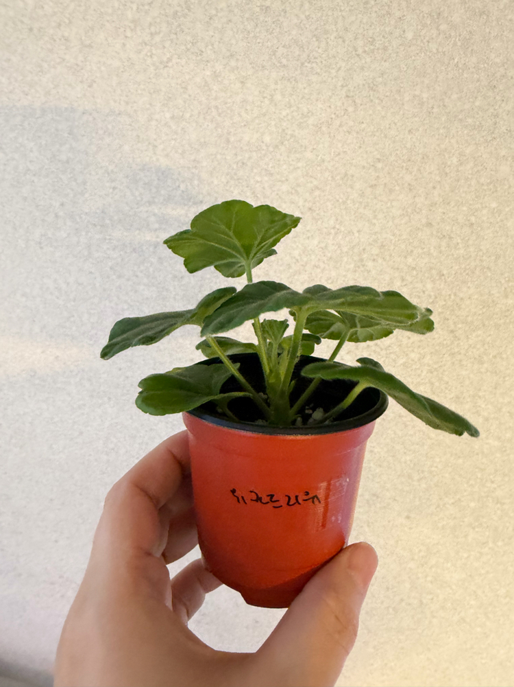 러시아제라늄2종_파라다이스애플 유카드리유--3