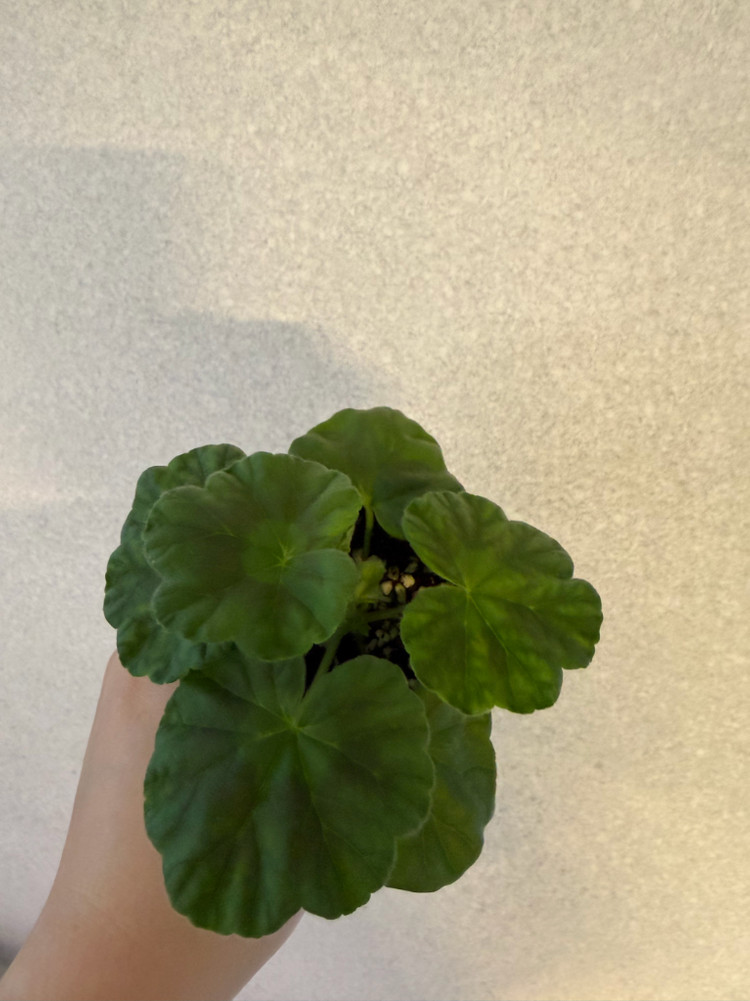 러시아제라늄2종_파라다이스애플 유카드리유--4