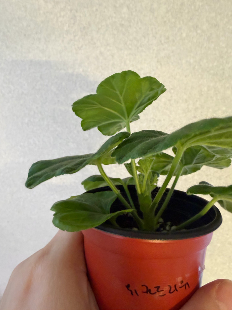 러시아제라늄2종_파라다이스애플 유카드리유--5