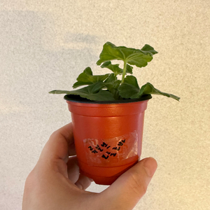 러시아제라늄3종_류보브오를로바 1.21 심레이디카프리스