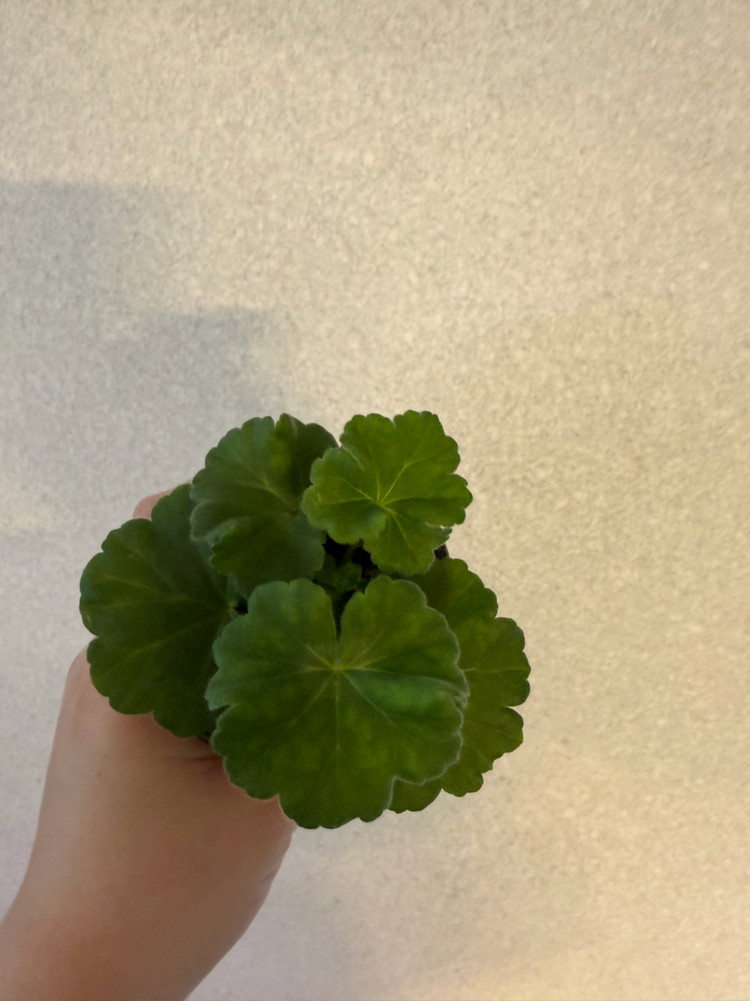 러시아제라늄3종_류보브오를로바 1.21 심레이디카프리스--1