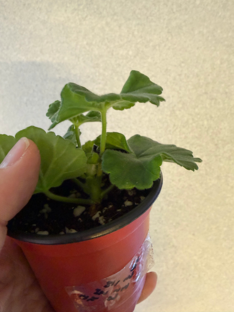 러시아제라늄3종_류보브오를로바 1.21 심레이디카프리스--2