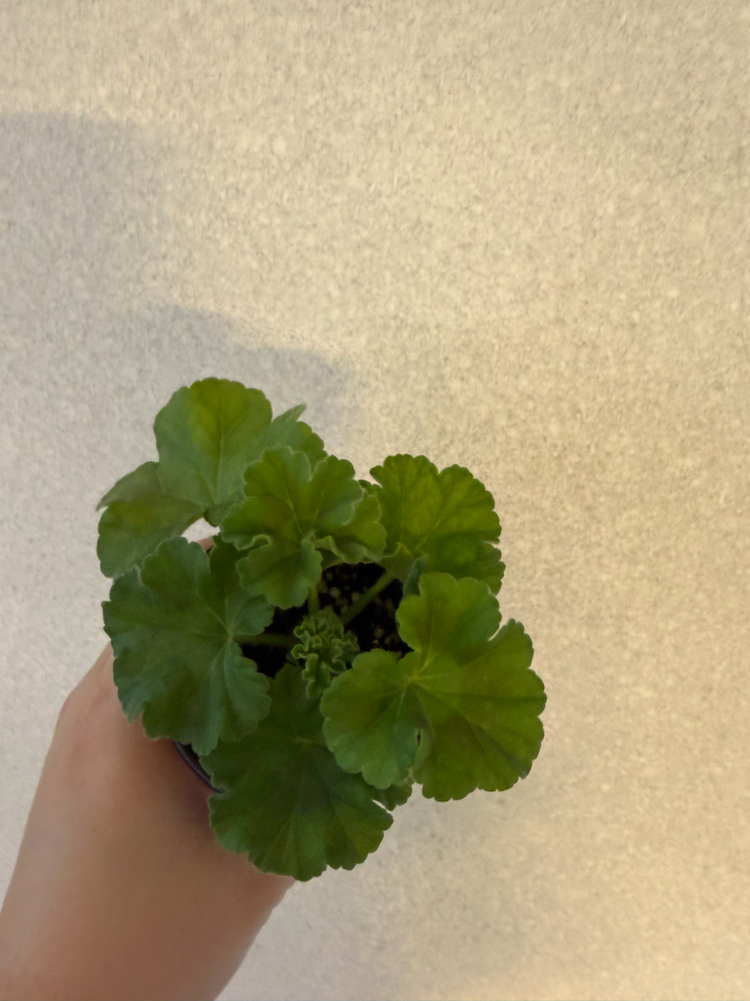 러시아제라늄3종_류보브오를로바 1.21 심레이디카프리스--4