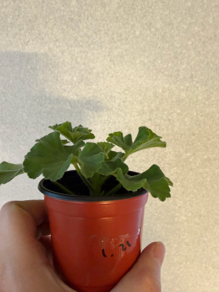 러시아제라늄3종_류보브오를로바 1.21 심레이디카프리스--5