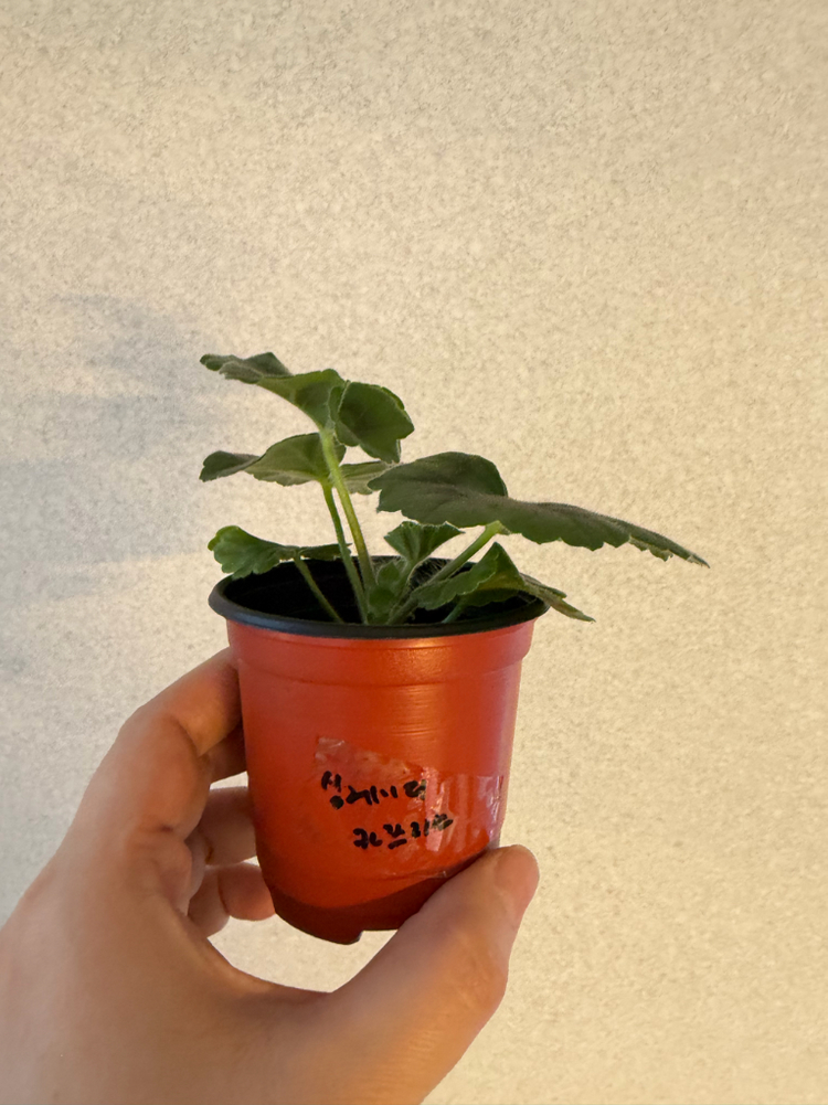 러시아제라늄3종_류보브오를로바 1.21 심레이디카프리스--6