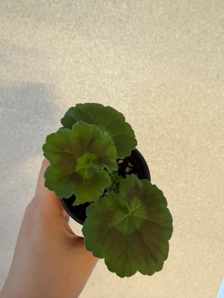 러시아제라늄3종_류보브오를로바 1.21 심레이디카프리스--7