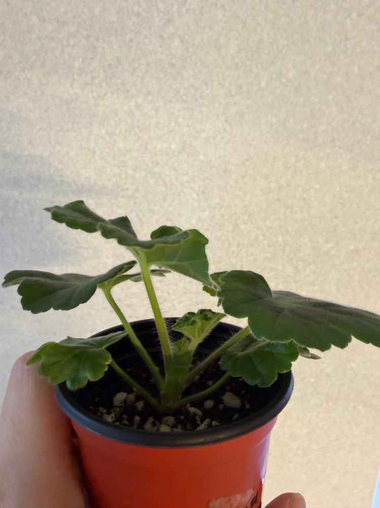 러시아제라늄3종_류보브오를로바 1.21 심레이디카프리스--8