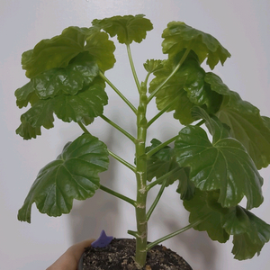 제라늄 스타브아니타 0.6