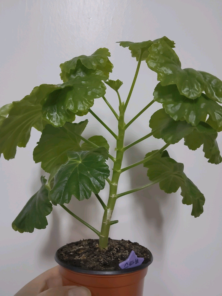 제라늄 스타브아니타 0.6--1