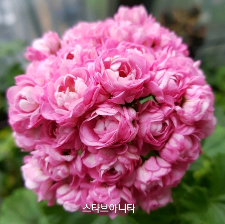 제라늄 스타브아니타 0.6--2