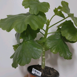 제라늄 스완랜드핑크 0.5