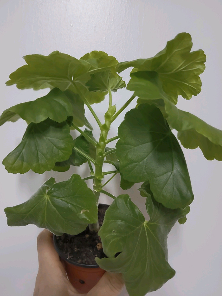 제라늄 스완랜드핑크 0.5--1