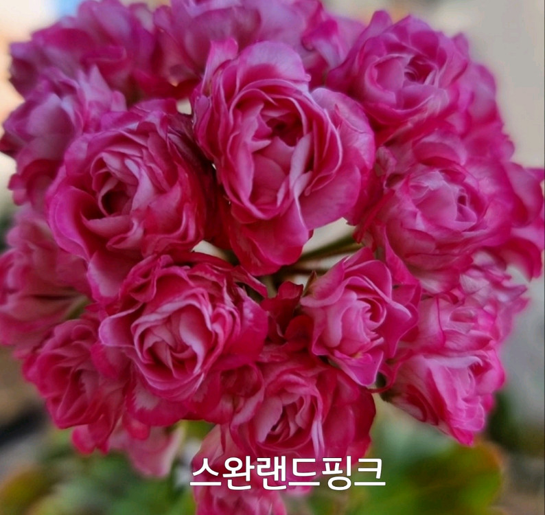 제라늄 스완랜드핑크 0.5--2