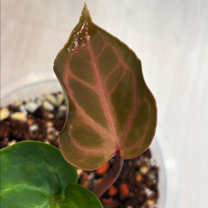 안스리움 엔젤스드림x레드스파이더