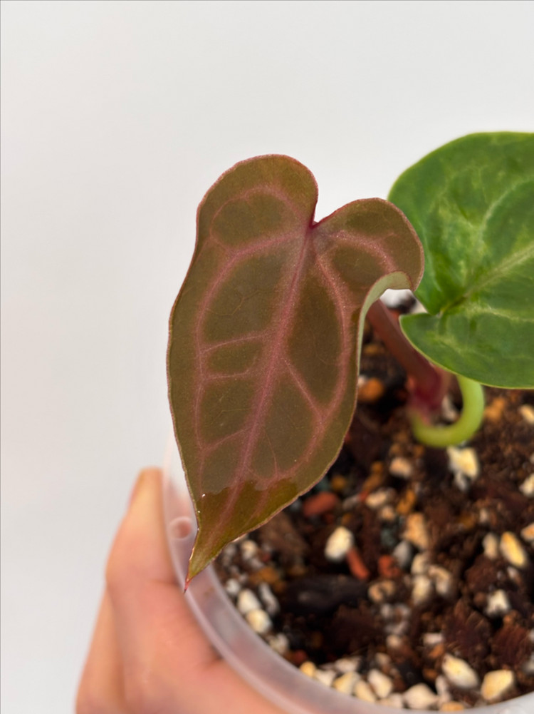 안스리움 엔젤스드림x레드스파이더--1