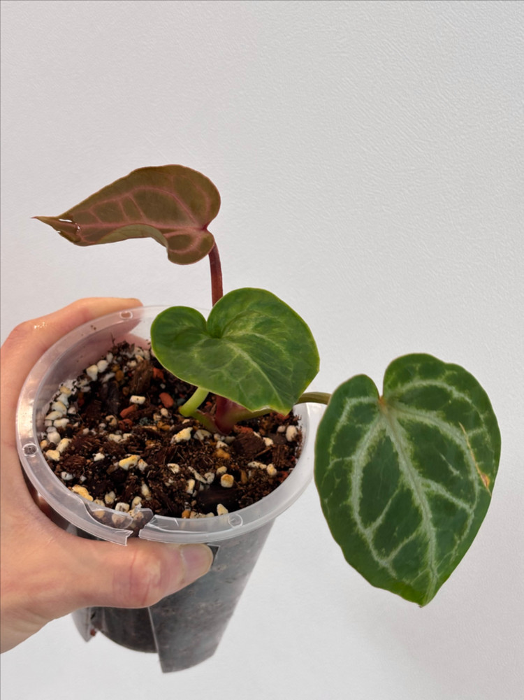 안스리움 엔젤스드림x레드스파이더--2