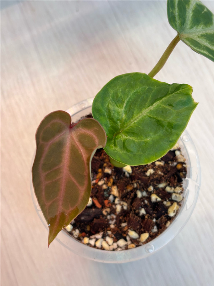 안스리움 엔젤스드림x레드스파이더--3