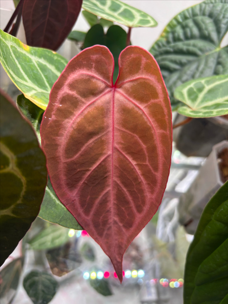 안스리움 엔젤스드림x레드스파이더--5