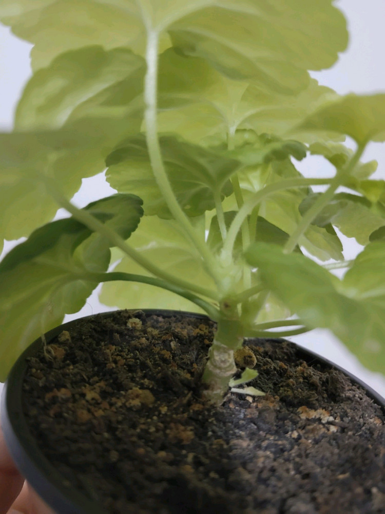 제라늄 좋을로망--1