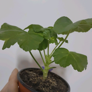 제라늄 엔젤릴리