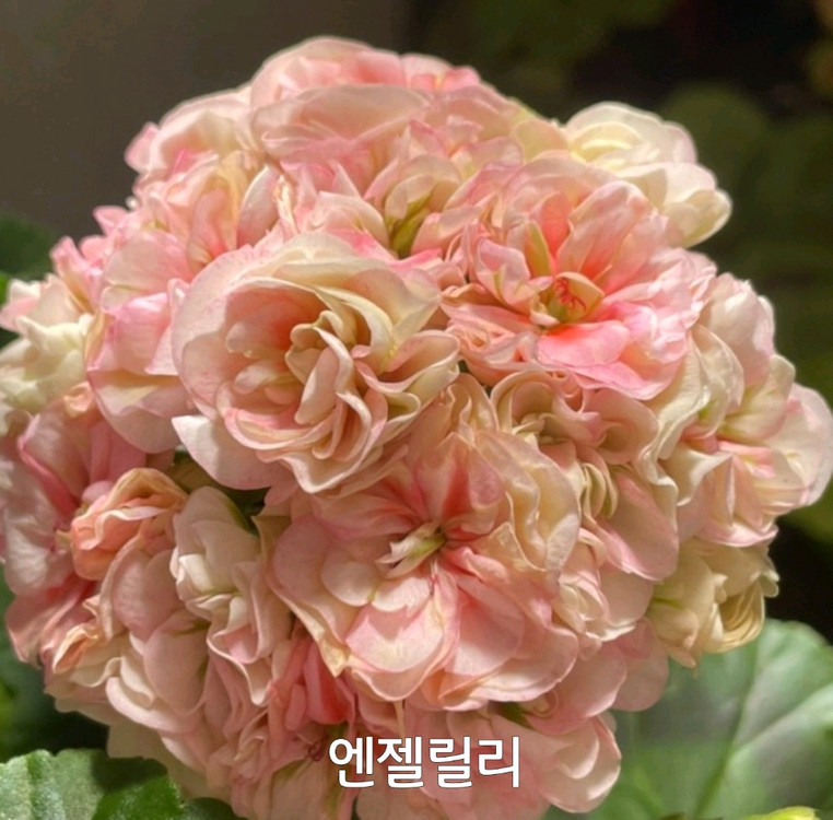 제라늄 엔젤릴리--2