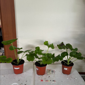 남작부인 돈후안 타러브스토리 러시아제라늄