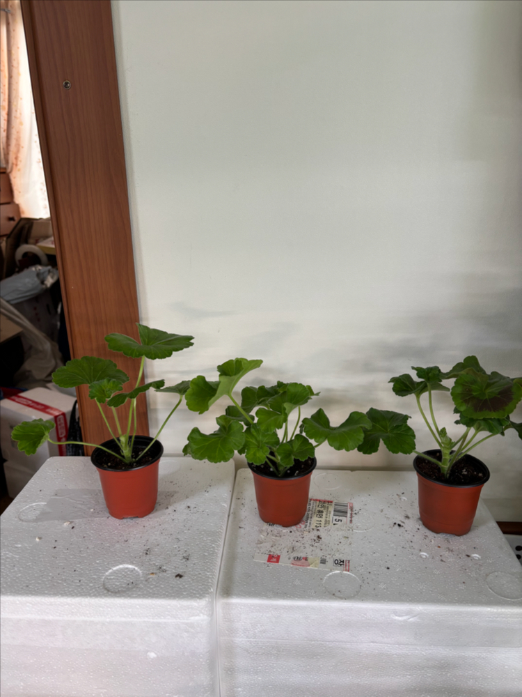 남작부인 돈후안 타러브스토리 러시아제라늄--1