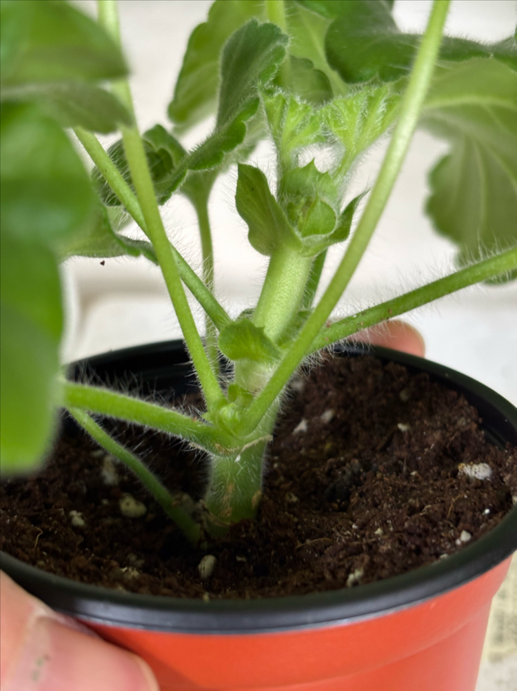 남작부인 돈후안 타러브스토리 러시아제라늄--3