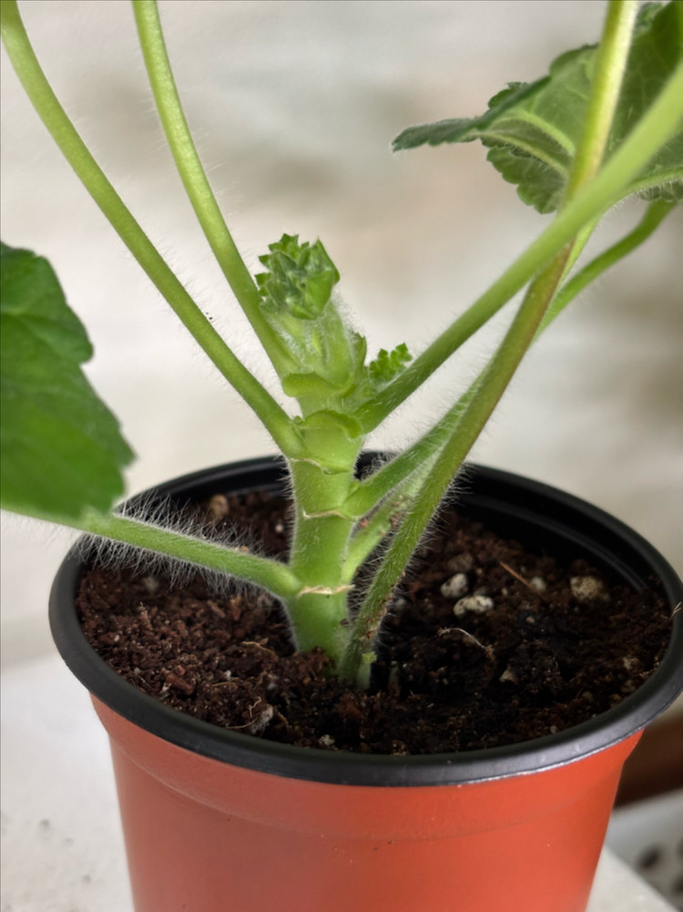 남작부인 돈후안 타러브스토리 러시아제라늄--4