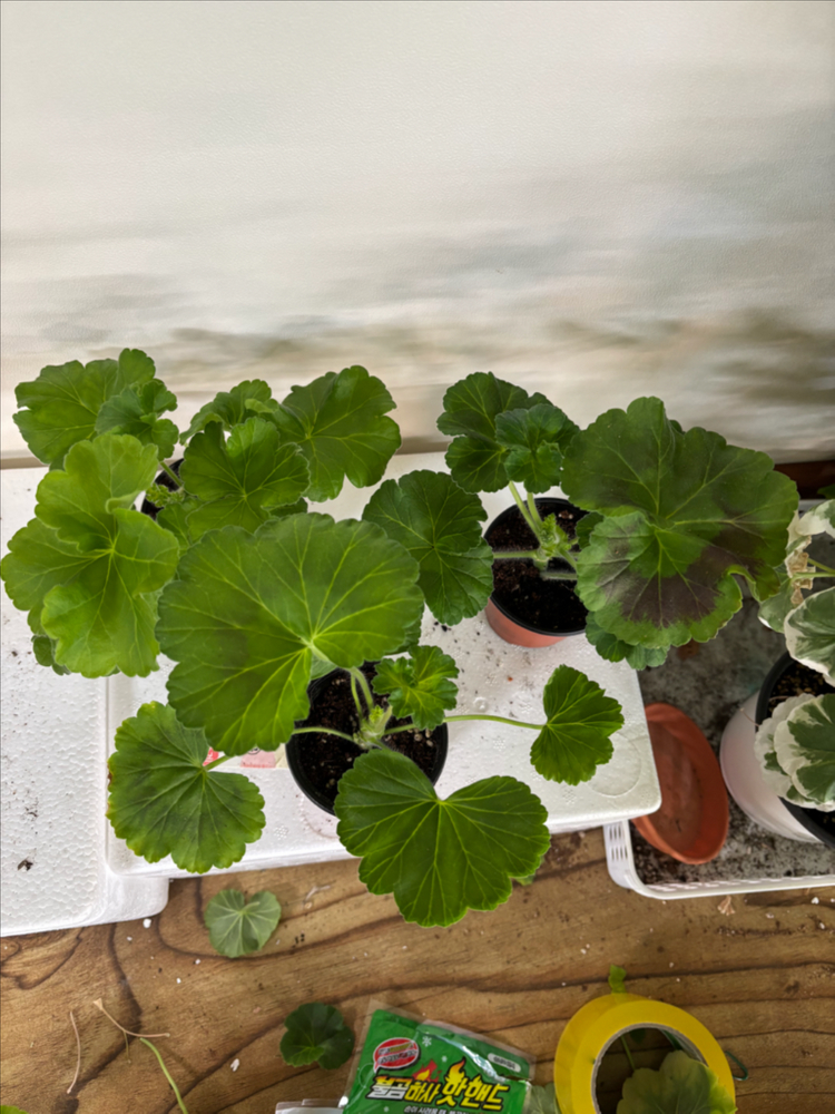 남작부인 돈후안 타러브스토리 러시아제라늄--5