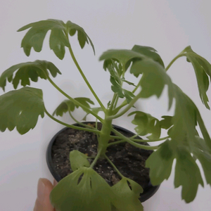 제라늄 드림러버 스텔라제라늄