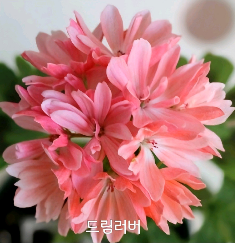 제라늄 드림러버 스텔라제라늄--2